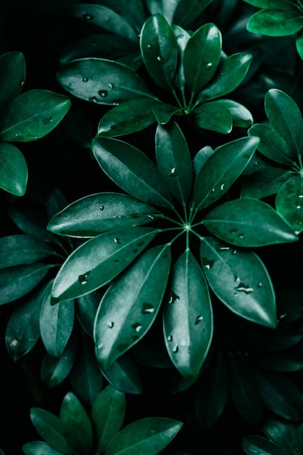 Close-up of lush green leaves with dew, evoking freshness and tranquility in the garden.