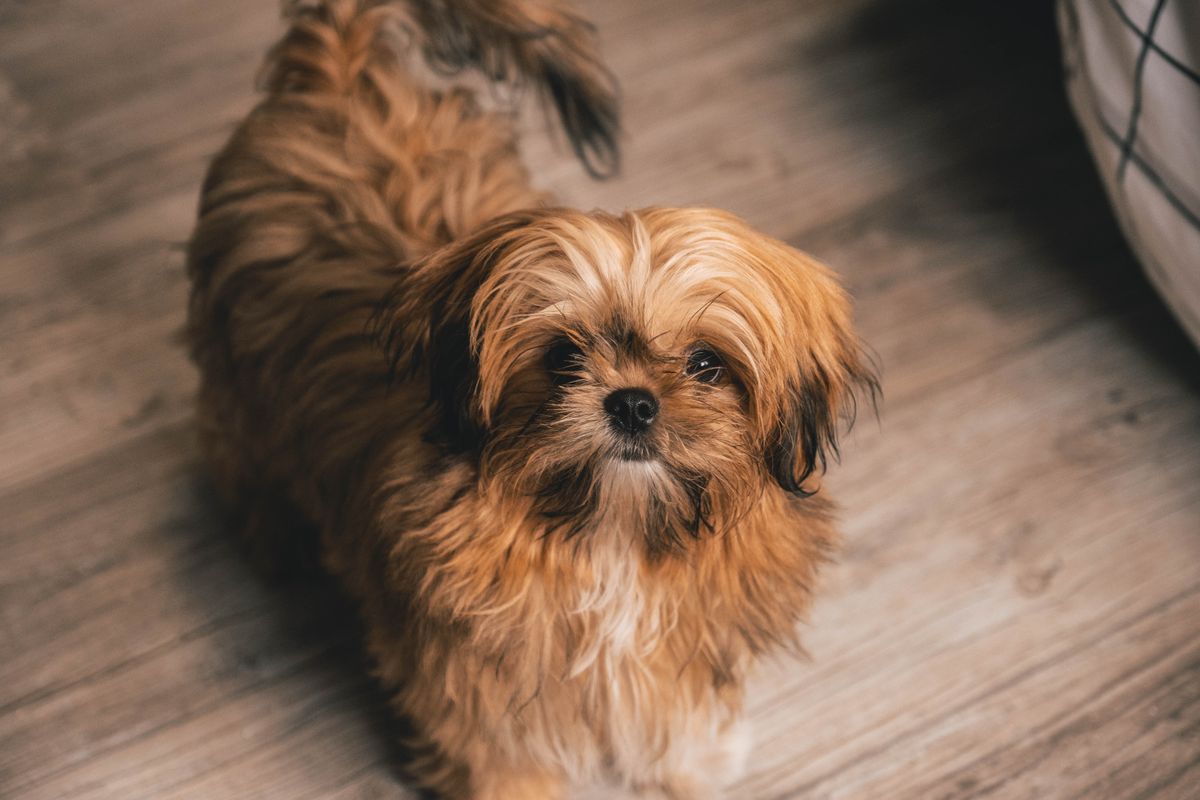 Brown Shih Tzu puppy portrait — small fluffy toy breed with characteristic flat face