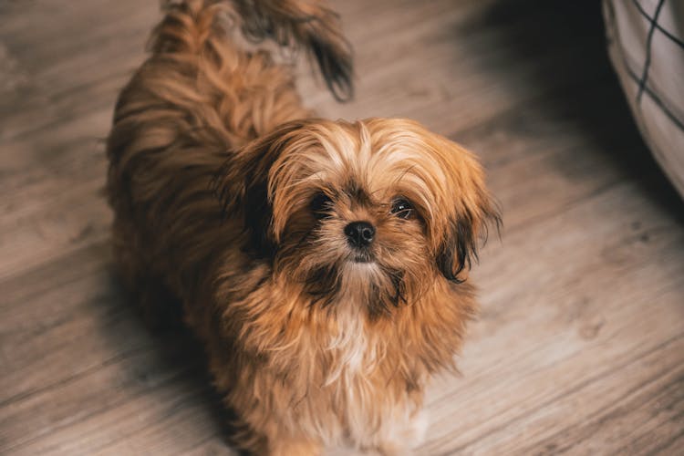 Brown Shih Tzu Puppy