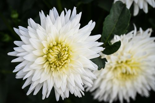 Free Detailed view of a blooming white dahlia flower showcasing its intricate petal structure. Stock Photo