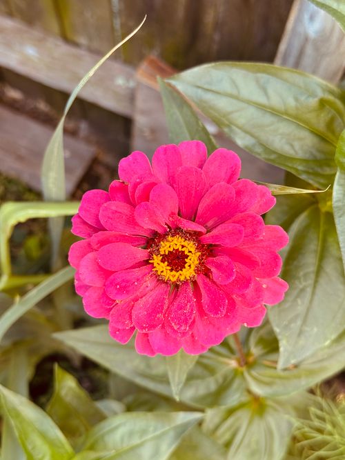Free Close-up of a vibrant pink Zinnia flower in an outdoor garden setting, showcasing vivid colors. Stock Photo
