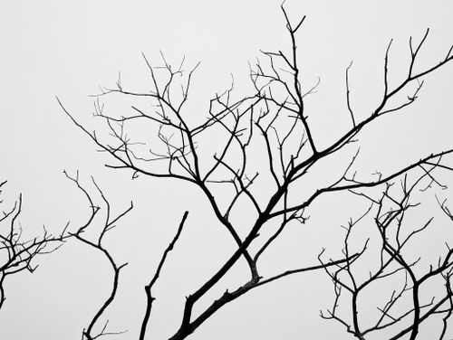Free Artistic black and white photo of bare tree branches against a white background. Stock Photo