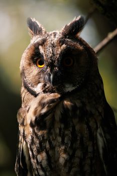 Close-up of a long-eared owl (Asio otus) in a forest setting.