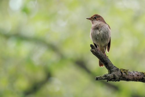 Free A detailed shot of a nightingale perched on a moss-covered branch with a soft green background. Stock Photo