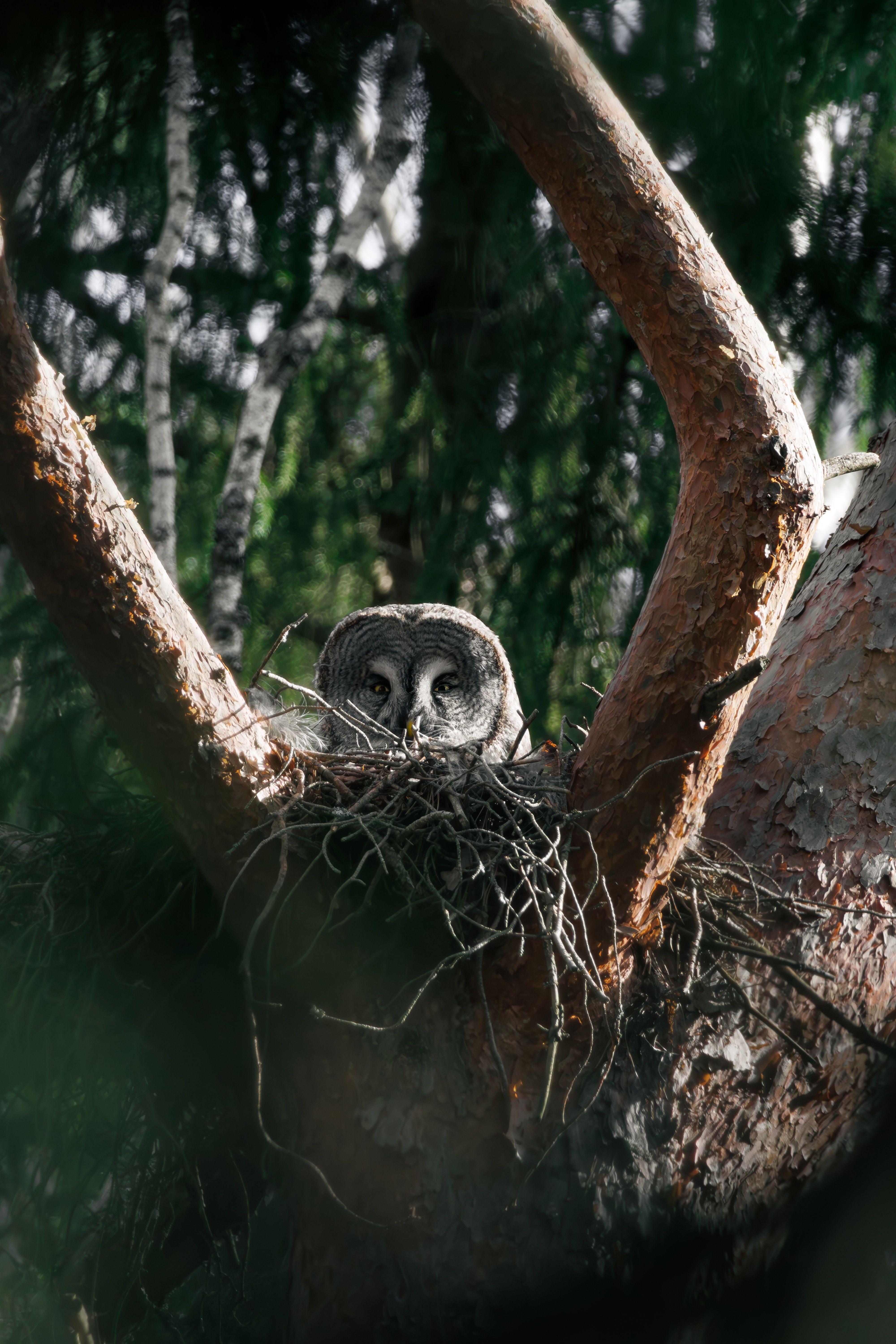 Fotomural Un gran búho gris estaba posado en su nido en medio de un denso bosque, observando su entorno.