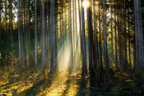 Free Sunlight filters through tall trees in a serene German woodland, creating a peaceful and ethereal atmosphere. Stock Photo