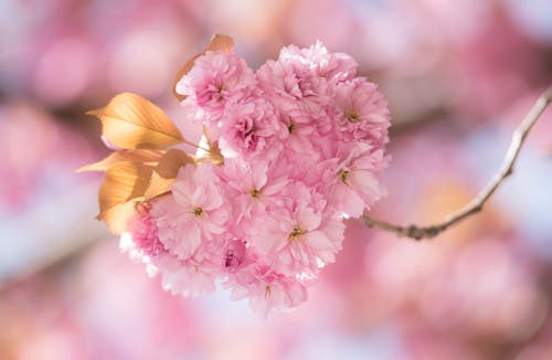 Foto profissional grátis de árvore, broto, cor-de-rosa