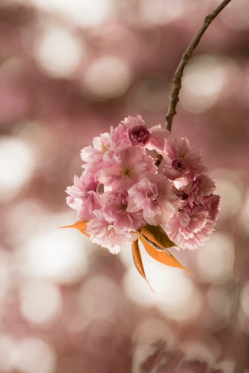 Pink Flower In Macro Photography