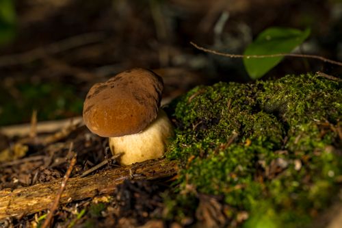Free A macro shot of a wild mushroom surrounded by moss and foliage in a forest. Stock Photo