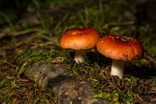 Free Close-up of two red mushrooms on a mossy forest floor in Rouyn-Noranda, Quebec. Stock Photo