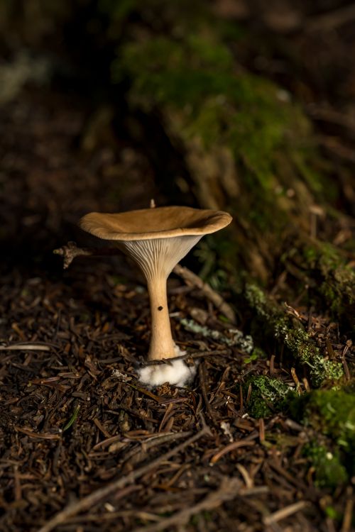 Free Close-up of a wild mushroom on the forest floor, Rouyn-Noranda. Stock Photo
