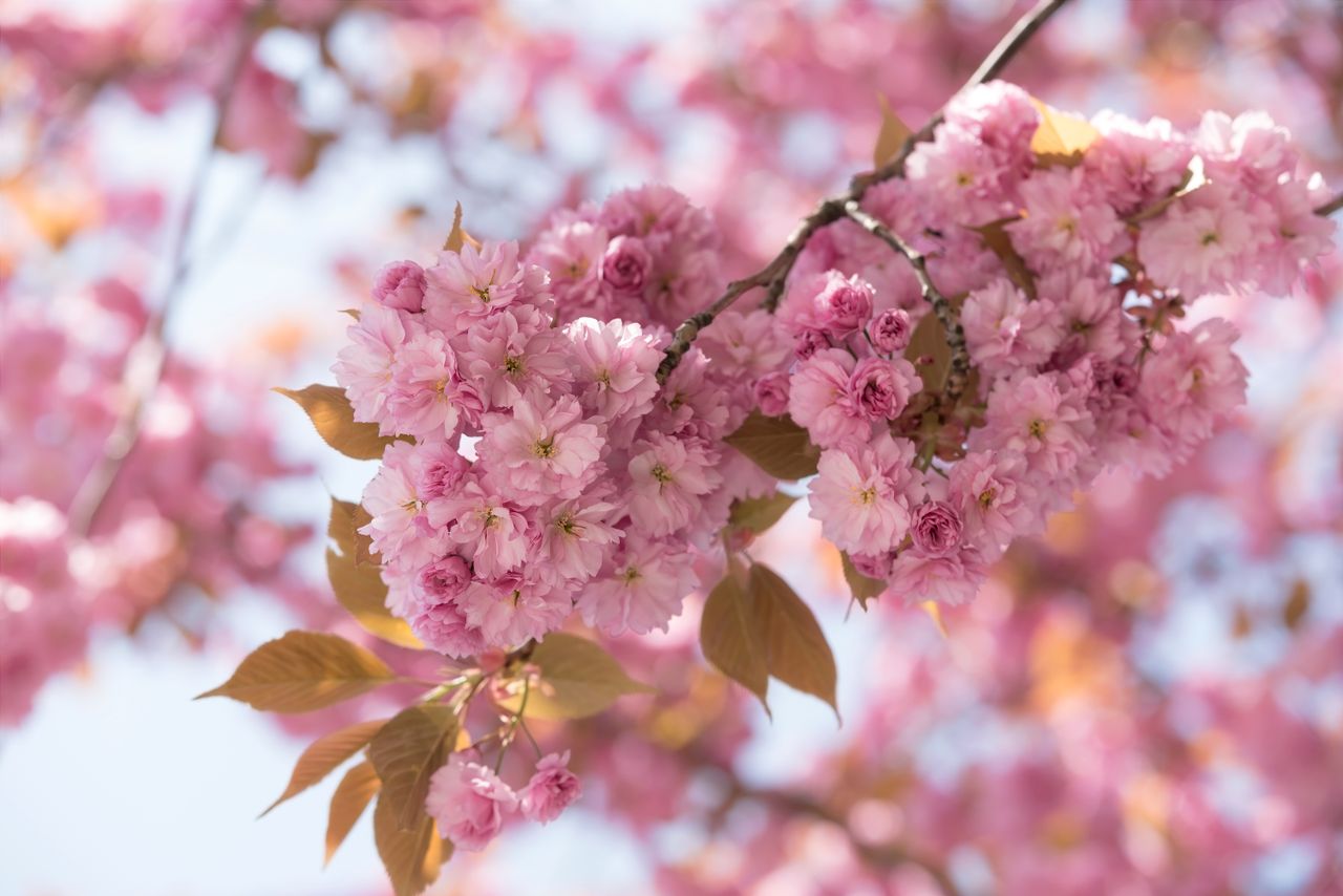 close up image of pink cherry blossoms in full bloom during spring