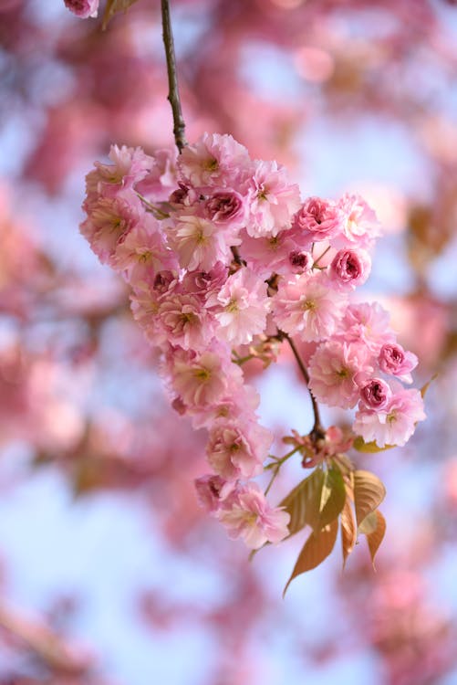 Pink Flowers In Macro Photography