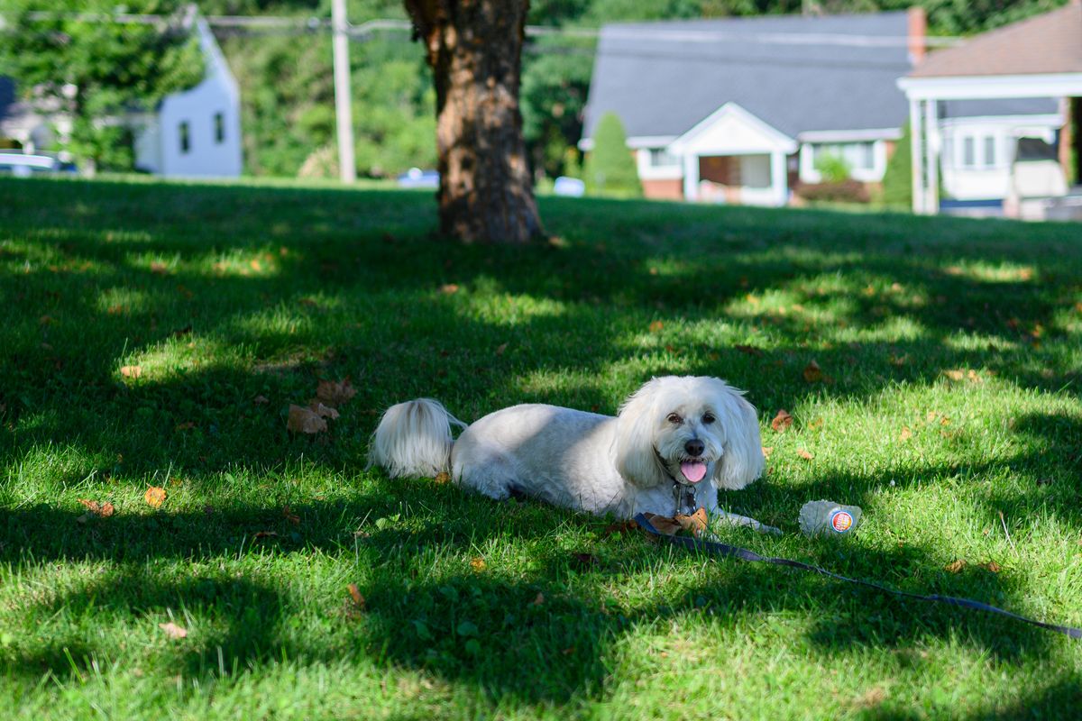A white dog resting in the shade on a warm day