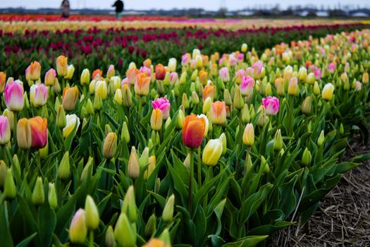 Colorful tulip fields in Hillegom, Netherlands showcasing spring blooms.