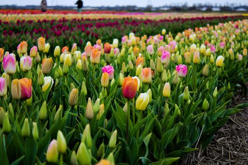 Free Colorful tulip fields in Hillegom, Netherlands showcasing spring blooms. Stock Photo
