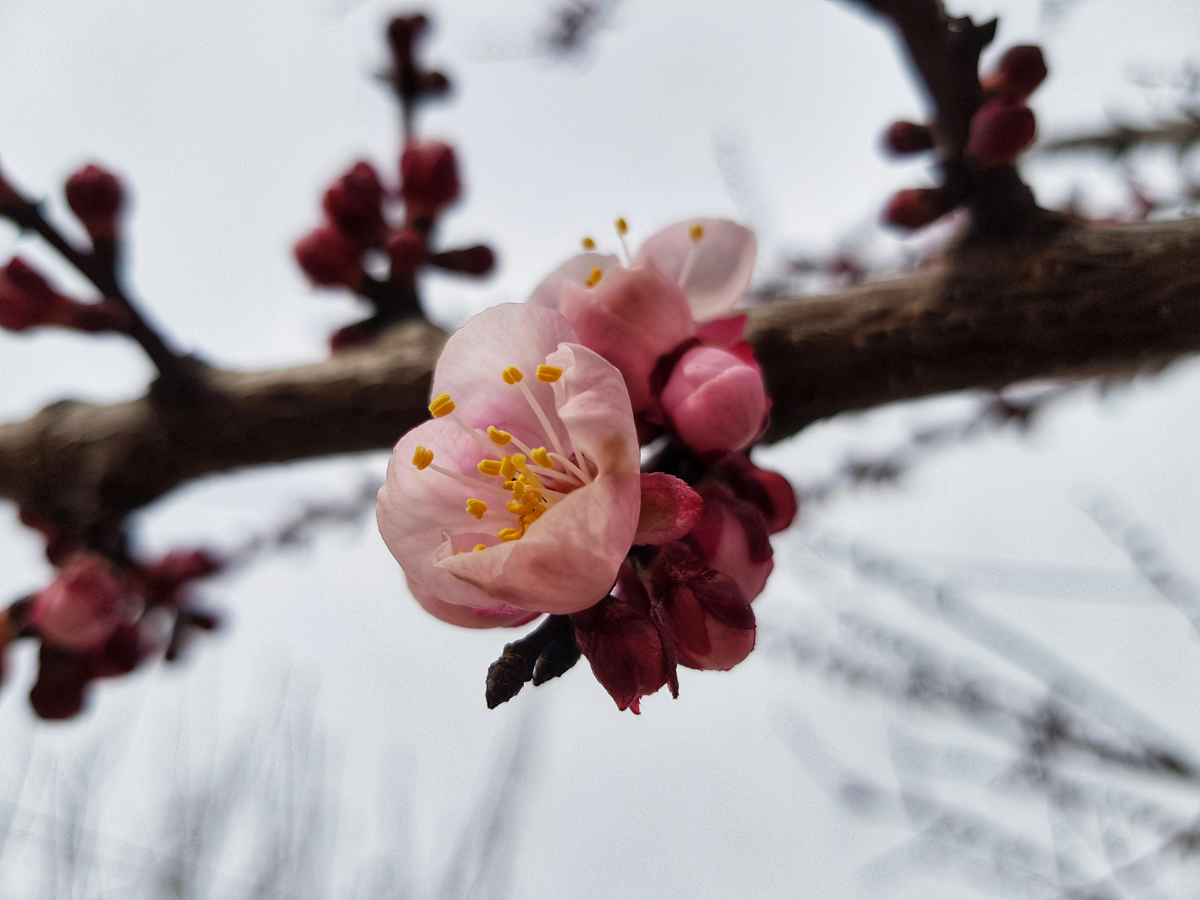 Chien heureux devant un van aménagé au bord de la mer