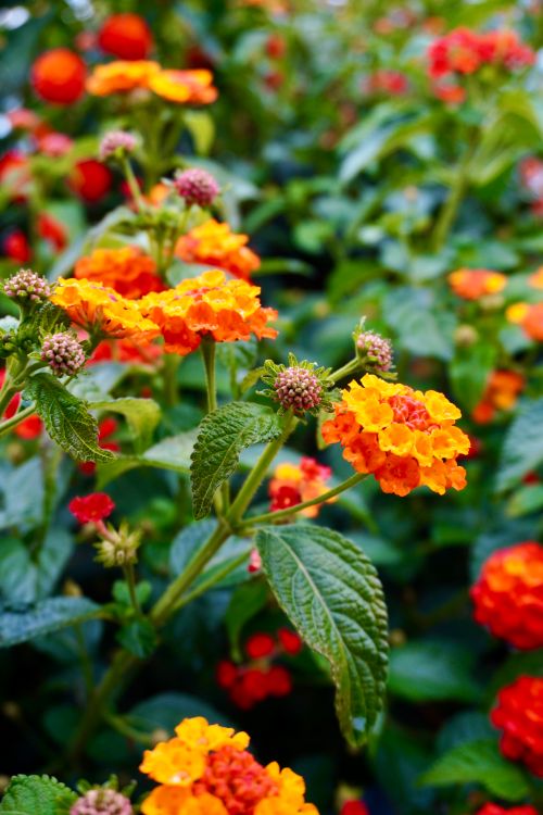 Free Bright orange and yellow lantana flowers in full bloom, captured in a lush garden setting. Stock Photo