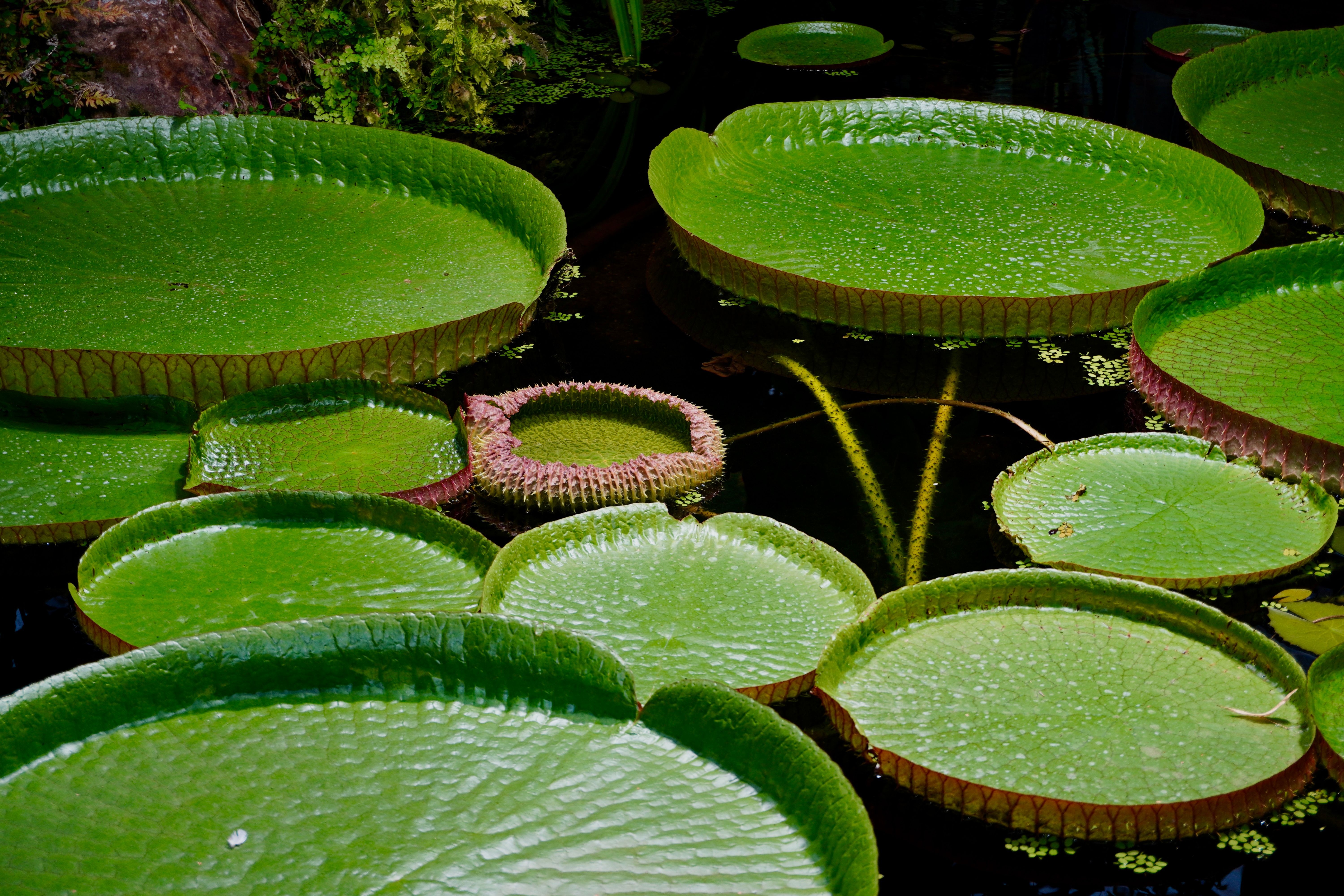 Vibrant green giant water lily pads floating on a pond, showcasing nature's beauty in detail.