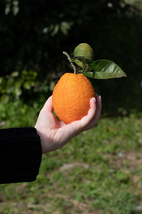 Gratis lagerfoto af appelsin, Citrus, citrusfrugt