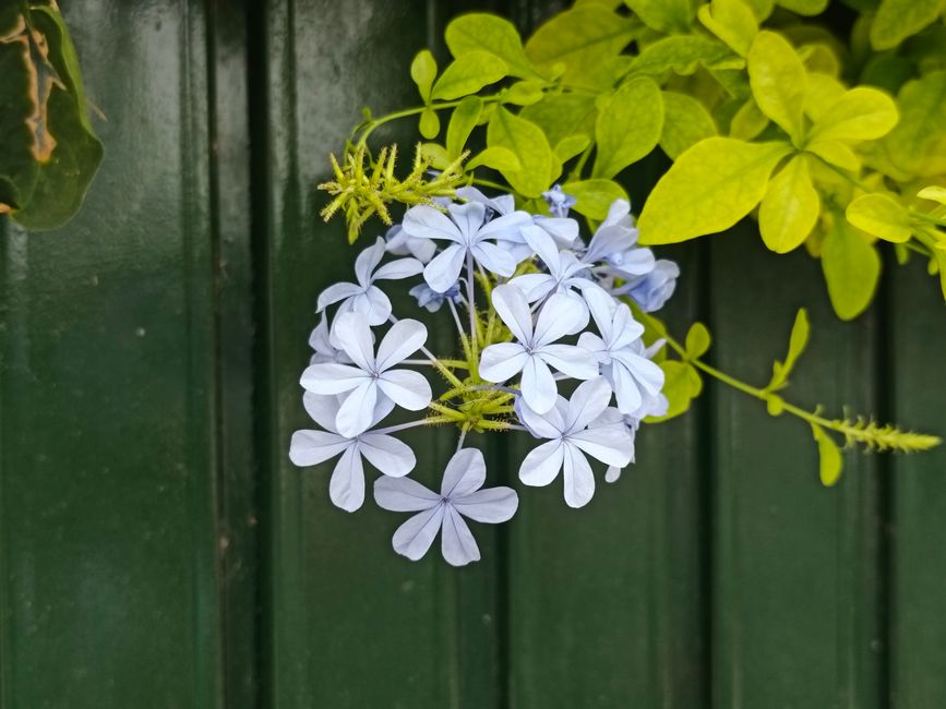 Fotomural Primer plano de flores de plumbago azul con hojas verdes en El Puerto de Santa María, perfectas para temas de naturaleza.