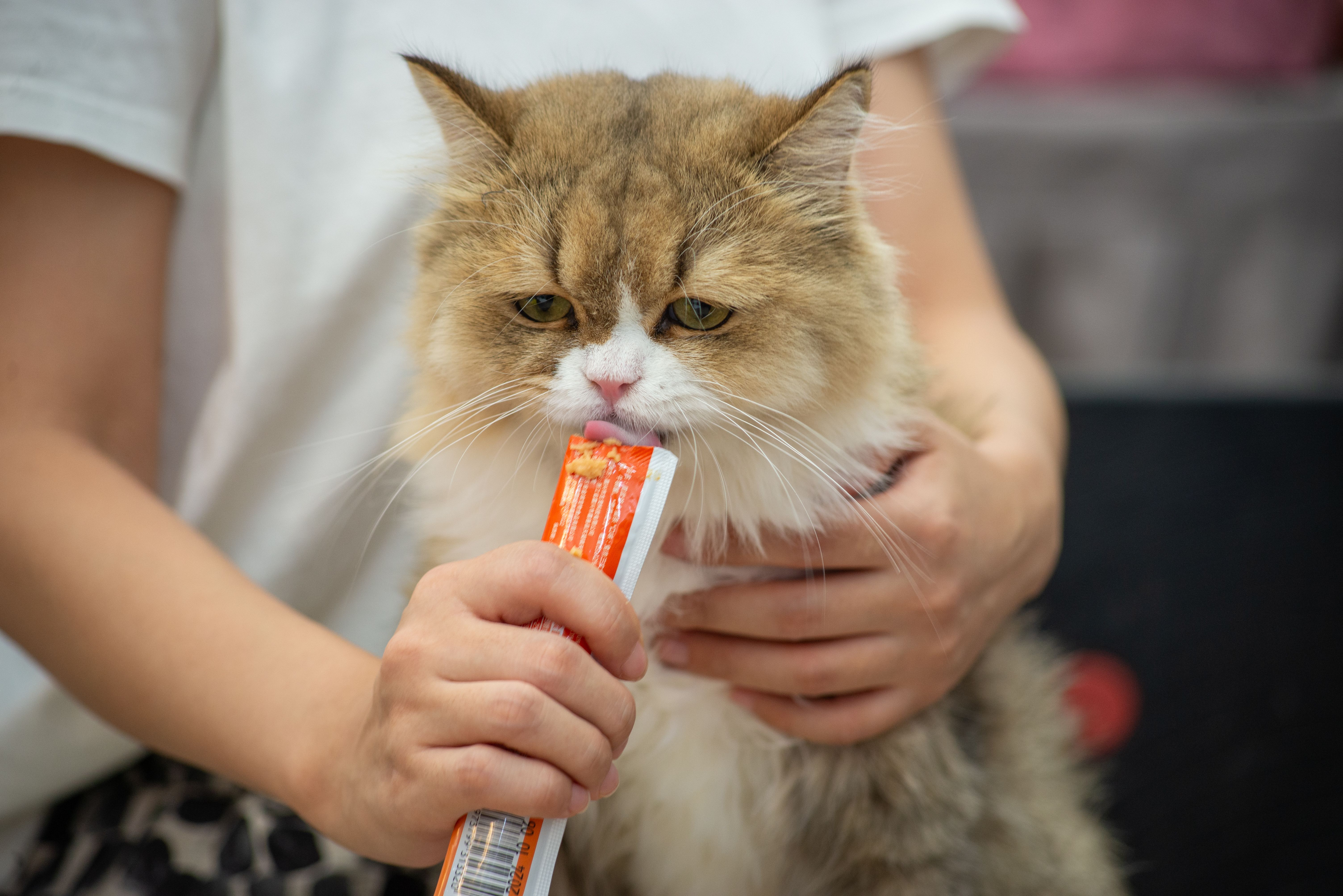 Pet Insurance for Prescription Food UK 2026: Costs and Coverage