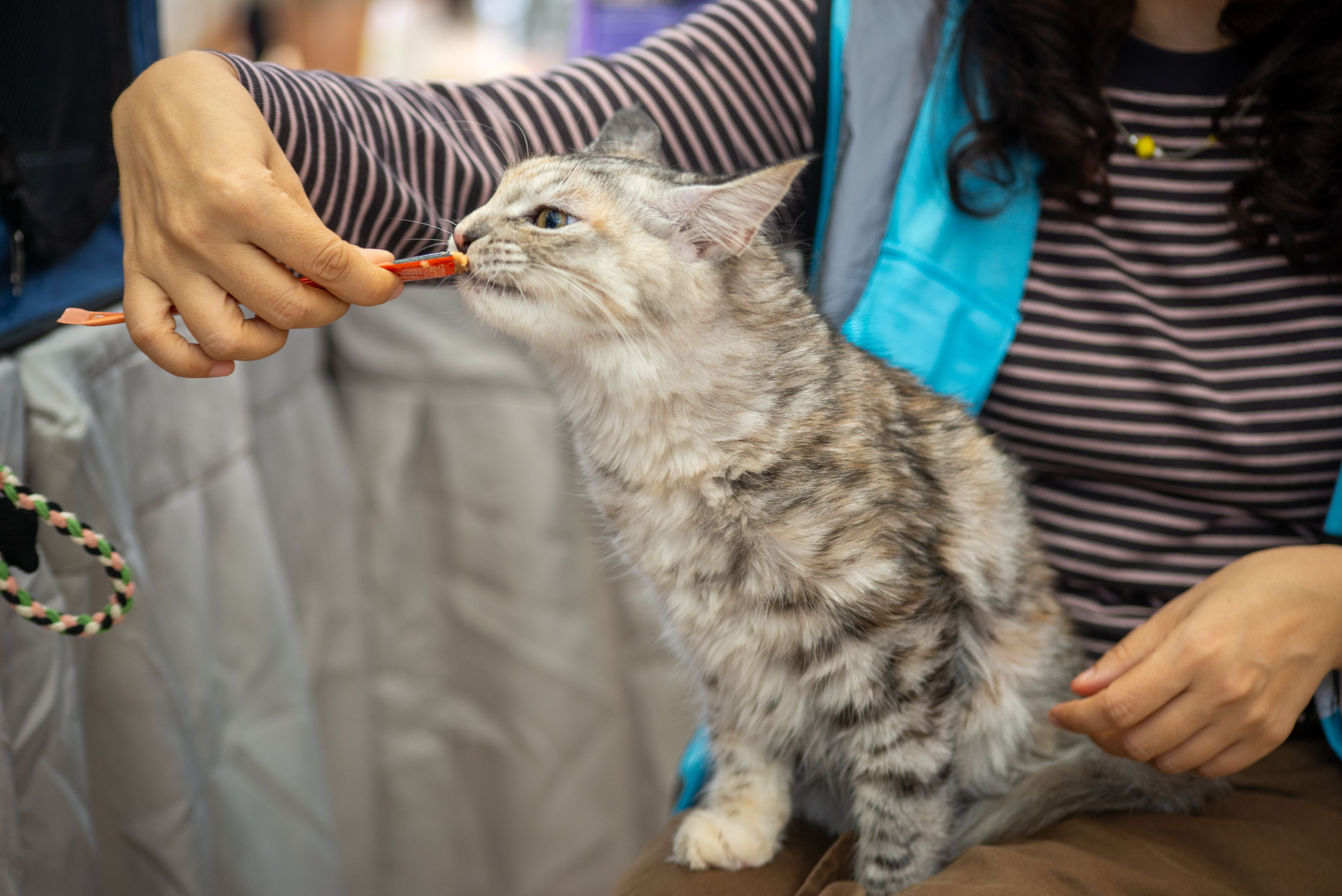 Silver tabby cat sitting on a person's lap and licking a soft snack from a stick the person holds out