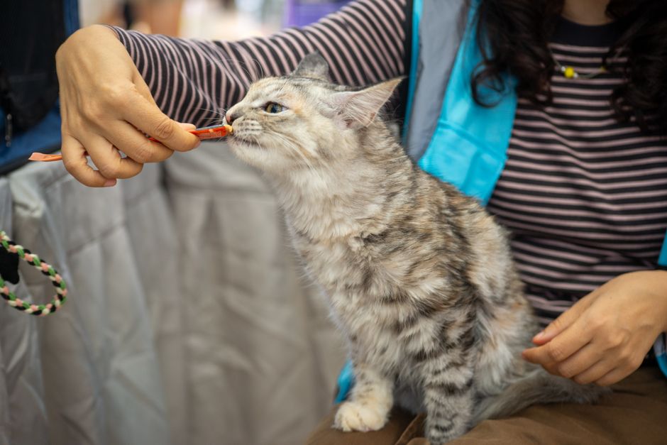 Silver tabby cat sitting on a person's lap and licking a soft snack from a stick the person holds out