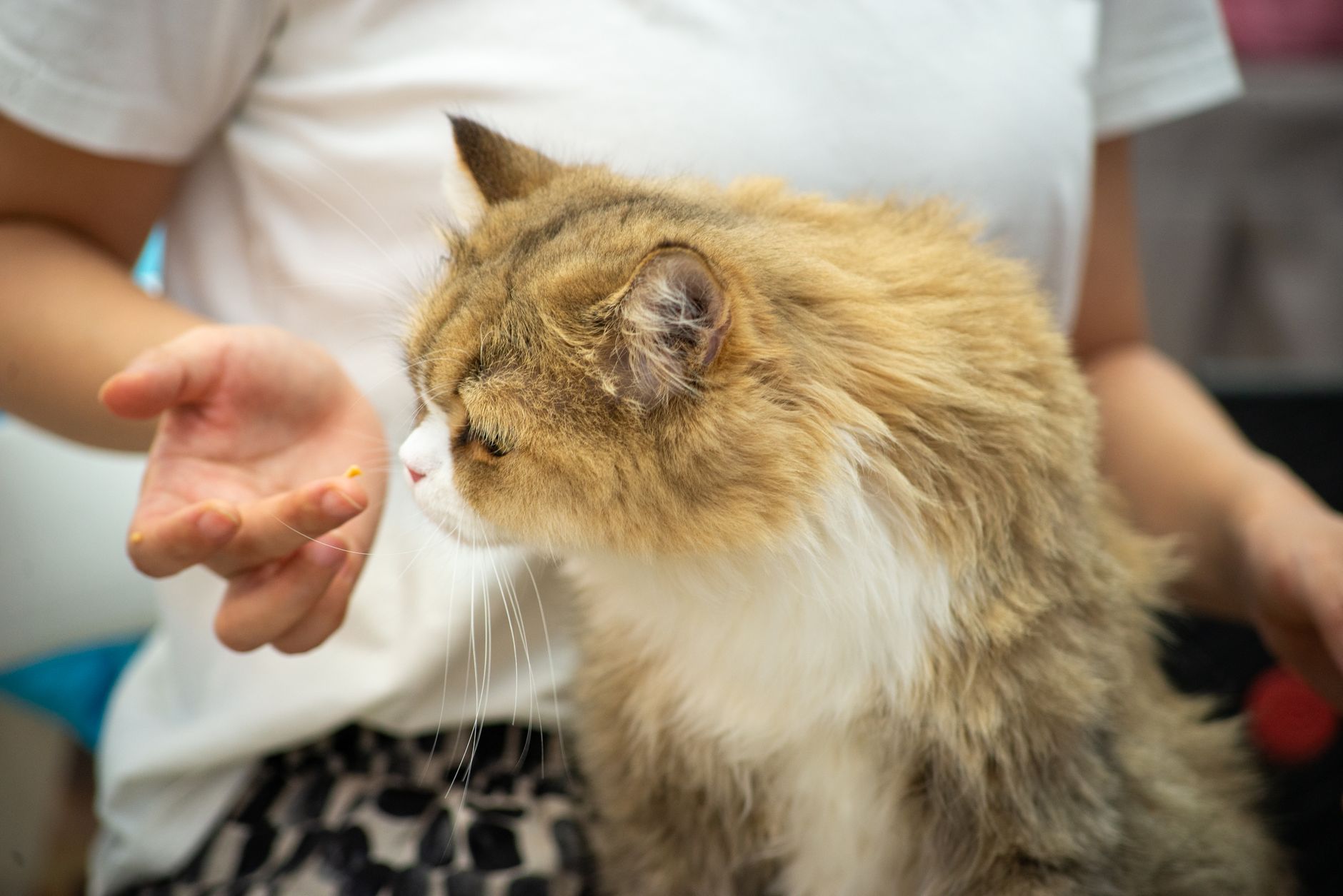 Bravecto for Dogs: The 12-Week Flea Pill Exposing Hidden Side Effects and Tick Truths