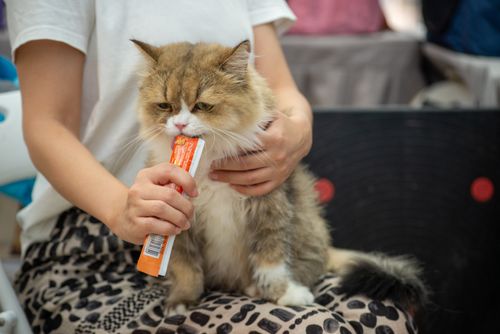 Free A fluffy cat being fed a treat from a tube by its owner indoors. Stock Photo