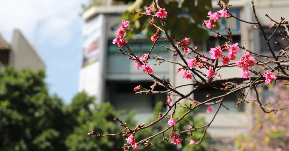 Free stock photo of cherry blossom, landsape, lunar