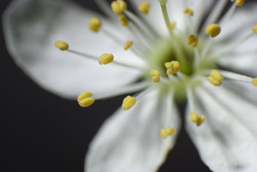 Free White Flower iI Close Up Photography Stock Photo