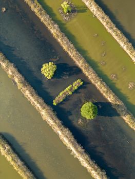 Aerial photo capturing lush mangroves in the serene waters of Vietnam.