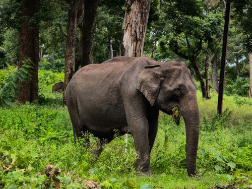 Free A majestic Asian elephant grazing in a verdant forest, showcasing the beauty of wildlife. Stock Photo