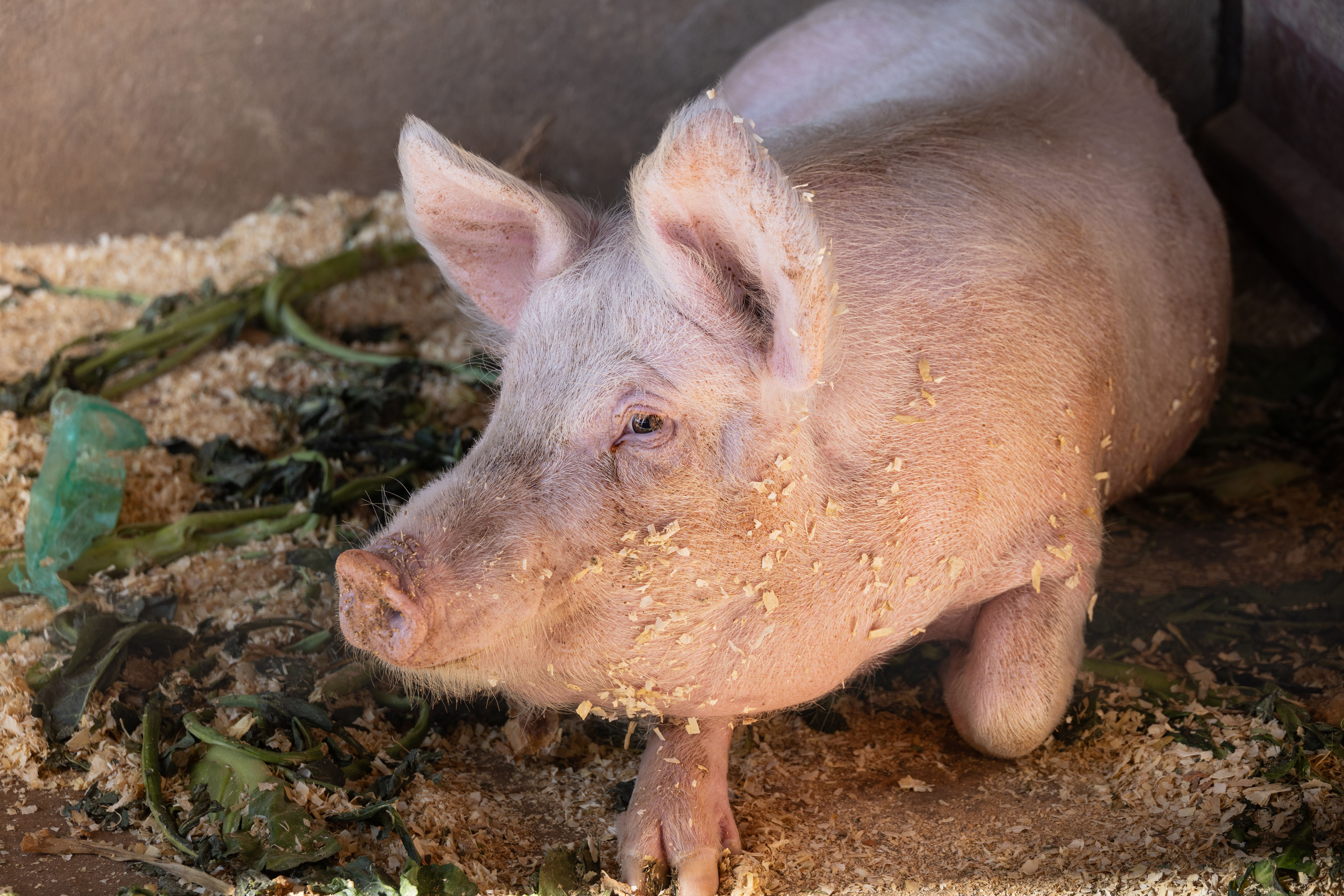 Swine; live, pure-bred breeding animals