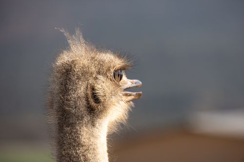 Free Profile view of an ostrich in natural light showcasing detailed feathers and eye. Stock Photo