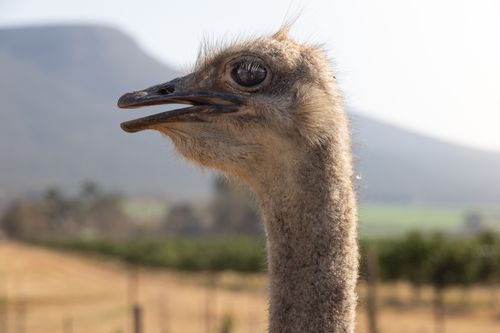 Free Detailed close-up of an ostrich head with blurred natural background, captured outdoors on a sunny day. Stock Photo