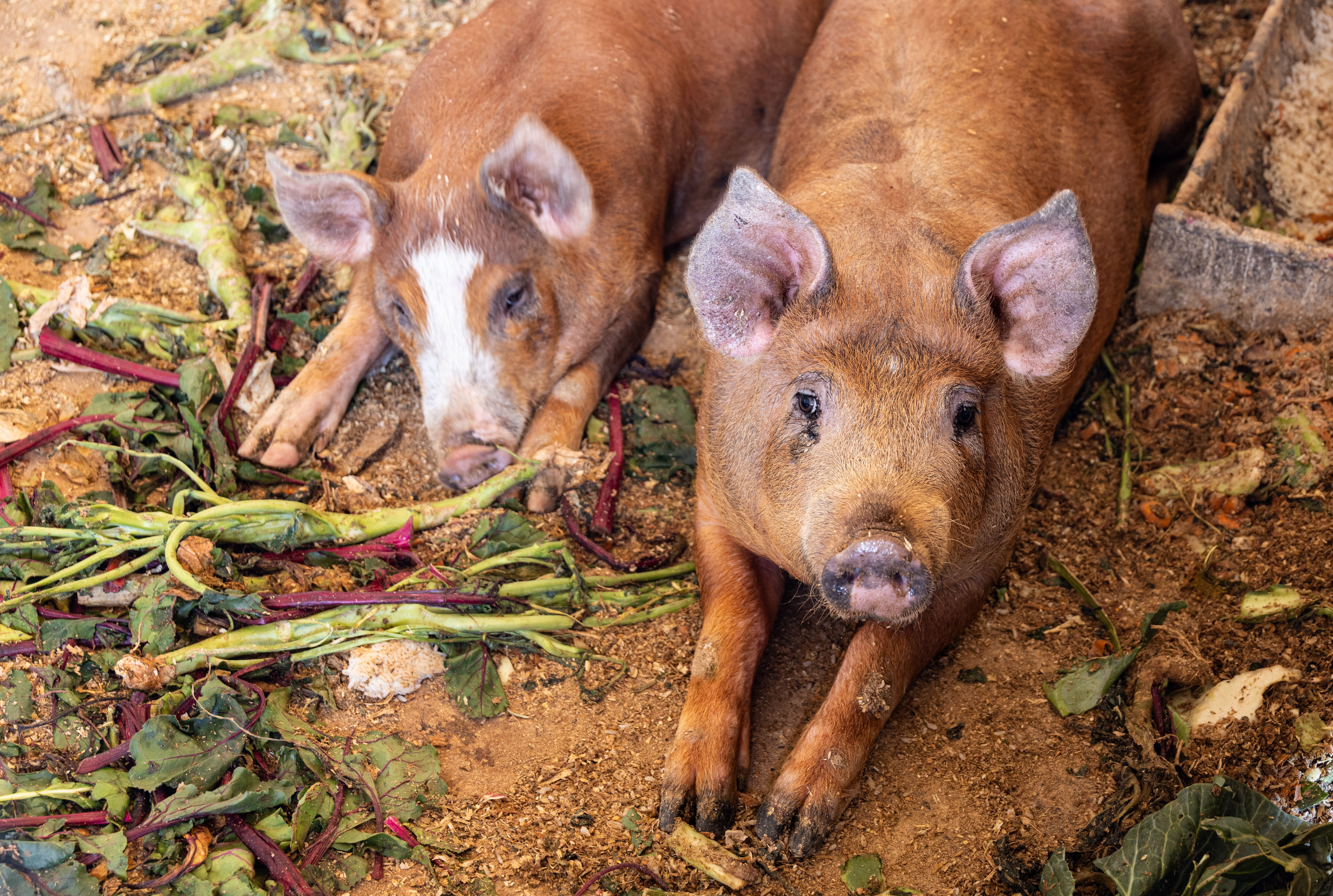 Vegetable materials and vegetable waste, vegetable residues and bi-products; whether or not in the form of pellets, of a kind used in animal feeding, not elsewhere specified or included