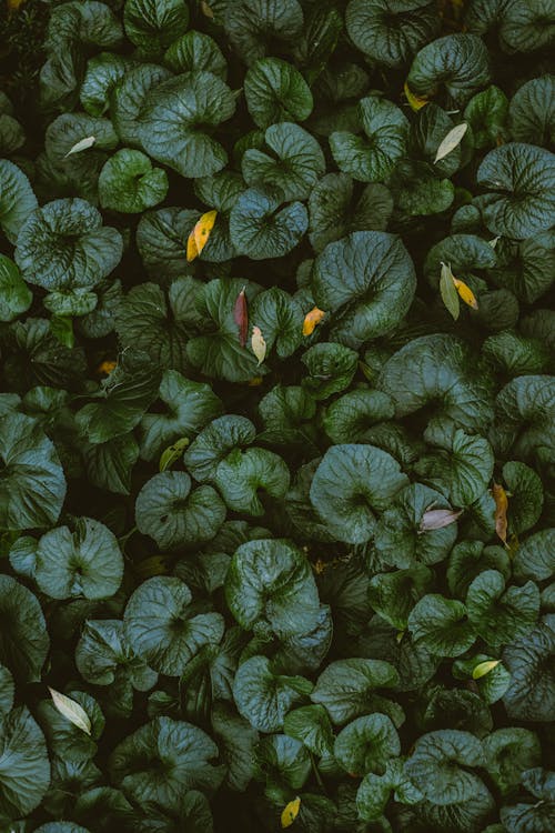 Immagine gratuita di foglie, giardino, impianto