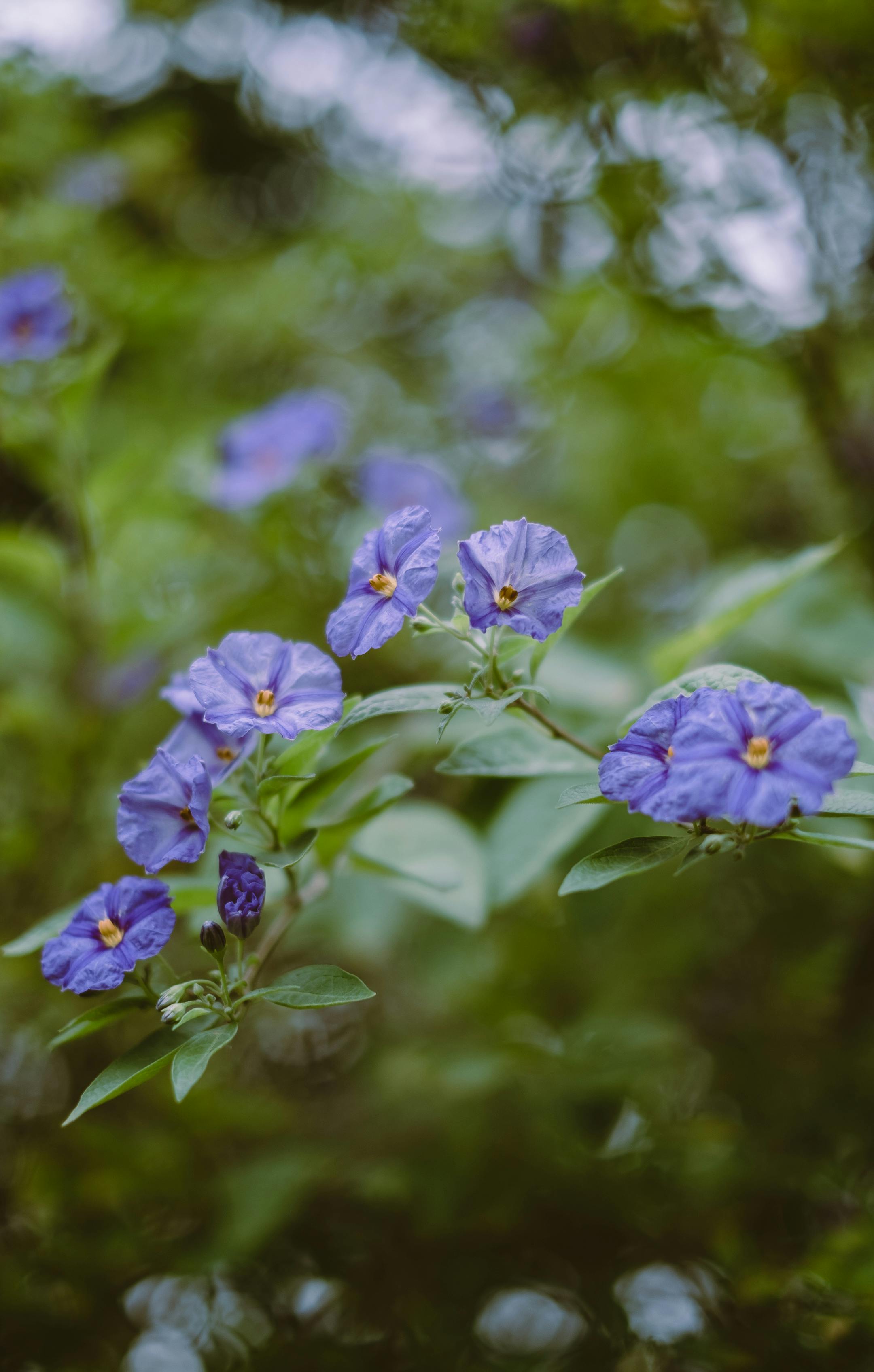 Close-up of blooming purple flowers with lush green leaves, showcasing spring vibrancy.