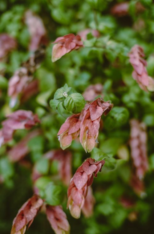 Free Detailed close-up of pink shrimp plant flowers with lush green leaves. Stock Photo
