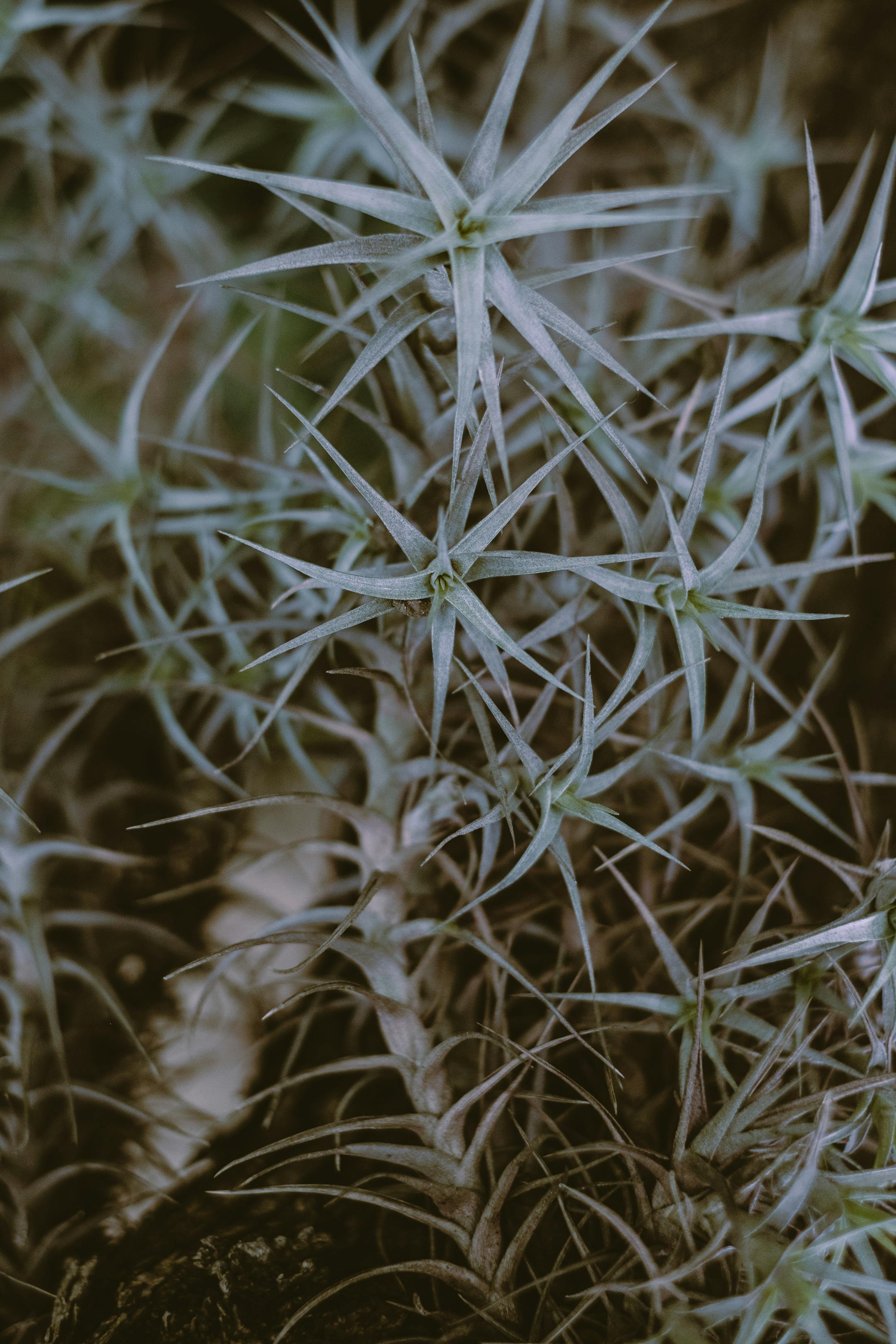 特写镜头中，一种绿色尖刺多肉植物的叶子图案和纹理十分复杂
