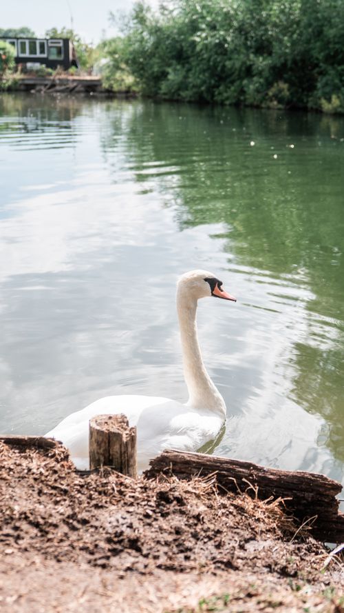 Free Elegant swan gliding peacefully on a serene lake in Oxford, England, surrounded by lush greenery. Stock Photo