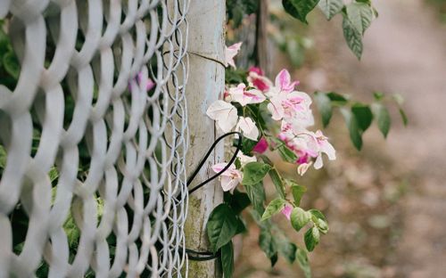 Free Pink and white bougainvillea flowers growing on a wire fence in Vietnam. Stock Photo