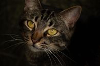 一只虎斑猫的特写肖像十分迷人，它有着引人注目的眼睛和充满活力的毛皮