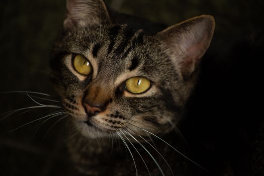 一只虎斑猫的特写肖像十分迷人，它有着引人注目的眼睛和充满活力的毛皮