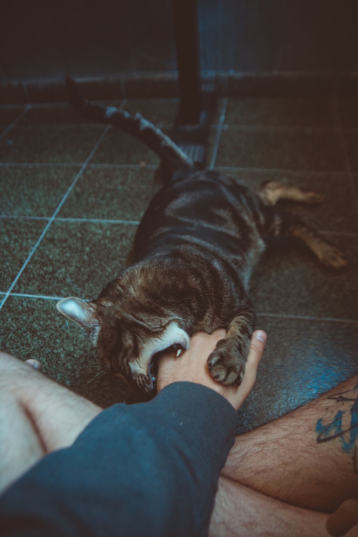 Chat tigré allongé qui attrape le bras de son maître avec ses pattes