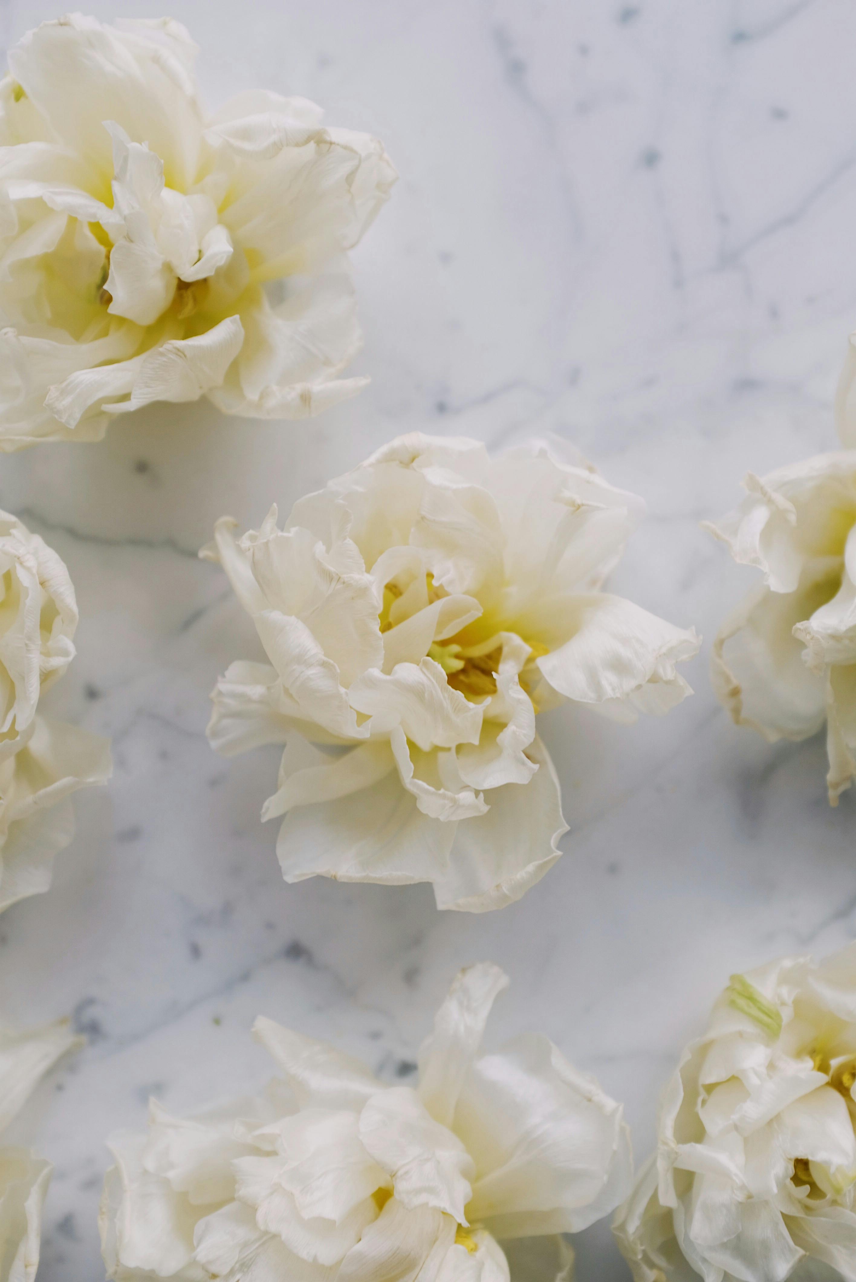 大理石背景上排列着美丽的白花，非常适合自然和装饰主题