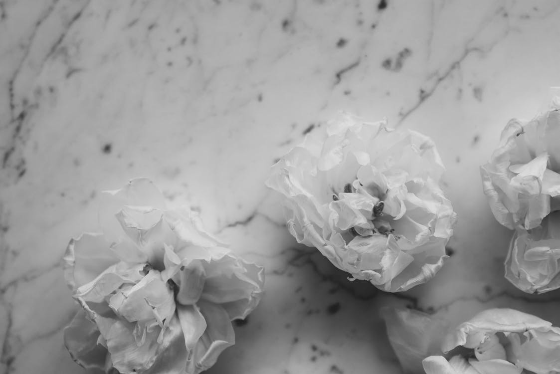 Free White Flowers On White Surface Stock Photo