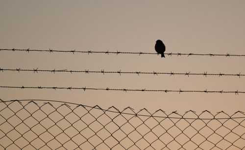 Free A lone bird silhouette perches on barbed wire against a soft orange dusk sky, conveying solitude. Stock Photo